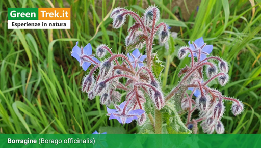 Fiori di Borago Officinalis di colore indaco tenue