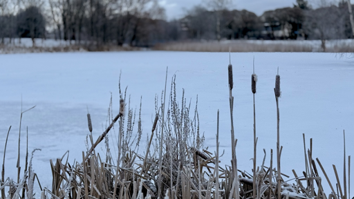 Un paesaggio invernale con un corpo d'acqua congelato sullo sfondo, con piante secche e ricoperte di ghiaccio in primo piano. L'acqua appare liscia e ghiacciata, estendendosi a una riva distante ricoperta da alberi senza foglie e strutture sfocate. Nel primo piano, numerose catturie con i testarelli marroni e erbe basse e arbusti fradici sono in piedi, alcune inclinate o inclinate. Il paesaggio include alberi bagnati e un accenno di edifici sotto un cielo pallido. La palette di colori generale è tenuta al minimo, dominata da bianco, marrone e grigio.
