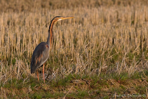purple heron