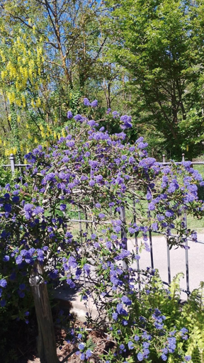 Arbusto verde compatto coperto di tanti piccoli fiori blu intenso, raccolti in grappoli.