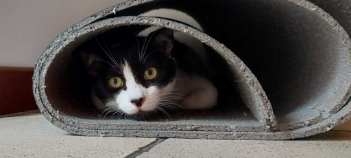 tana libera tutti 🐈🥰