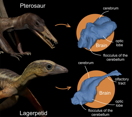 Ricostruzione artistica di uno pterosauro (in alto) e di un lagerpetide (in basso) del Tardo Triassico (circa 215 milioni di anni fa). Le immagini a destra mostrano ricostruzioni 3D dei loro cervelli ottenute tramite tomografia computerizzata (CT).