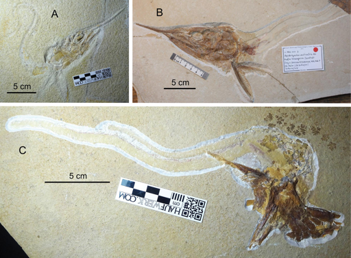 Cranio con tratto gastrico attaccato di Aspidorhynchus acutirostris proveniente dall’Arcipelago di Solnhofen, Baviera, Germania.

A. JME-SOS2807 da Blumenberg (Bacino di Eichstätt);

B. SNSB-BSPG 1964 XXIII 2 da Schernfeld (Bacino di Eichstätt);

C. JME-SOS3422 da Eichstätt.