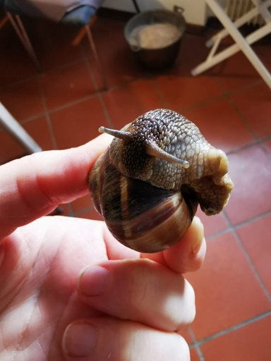 Escargot?