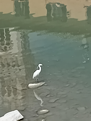 Una garzetta nel centro del fiume che attraversa il mio paese si riflette sulle acque. Intorno si vedono i riflessi sull'acqua di un'abitazione e della sommità della torre civica del palazzo comunale.