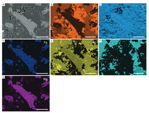 Fotomicrografia SEM-BSE (A) e mappe elementari (B–G) corrispondenti alla mappa composita BSE-EDS degli elementi del campione YPM IP. 204533 della Formazione di Fermeuse. Barre di scala: 25 micrometri.