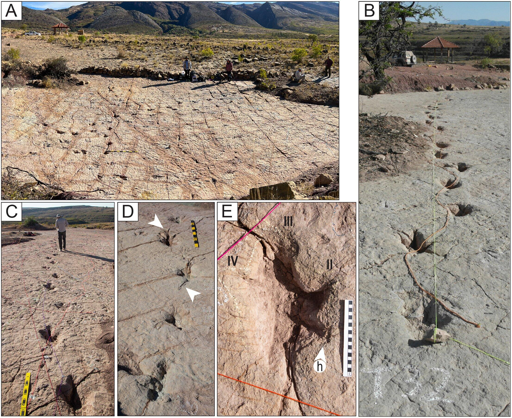 A) Piste con impronte di stile di conservazione M5 nel sito CP3. Si notino le ondulazioni (ripple marks) sulla superficie dello strato. B) La pista T32 presenta impronte molto profonde e tracce di coda. Il segno sinuoso a corda indica le tracce della coda. C) Impronte profonde della pista T22-2-25. D) Insieme di cinque impronte molto profonde della pista TS102. Le punte di freccia bianche indicano le tracce della coda. E) Impronta L10 della pista T22-126. Le dita sono indicate con i numeri II, III e IV. h = alluce (hallux). Le scale in C e D sono in segmenti di 10 cm, mentre la scala in E è di 20 cm.