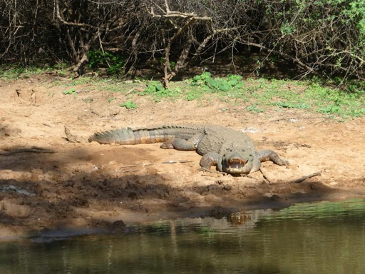 Coccodrillo nello Yala National Park.