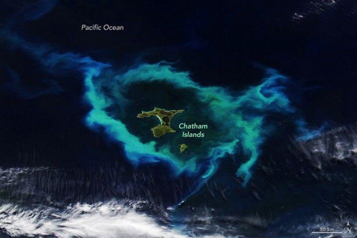 Una fioritura di fitoplancton — minuscoli organismi fotosintetici che diventano visibili ai satelliti quando la loro quantità esplode — ha circondato le Isole Chatham durante l’estate australe. Le correnti superficiali e i vortici hanno trasportato gli organismi galleggianti in intricati filamenti e spirali. Il sensore VIIRS (Visible Infrared Imaging Radiometer Suite) a bordo del satellite NOAA-20 ha catturato questa immagine dello spettacolo il 10 gennaio 2026.

Le Isole Chatham sorgono sulla dorsale sottomarina Chatham Rise, un altopiano che si estende verso est dall’Isola del Sud della Nuova Zelanda.
