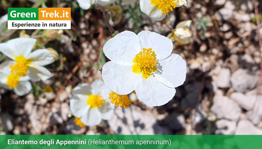 Eliantemo degli Appennini (Helianthemum apenninum)
