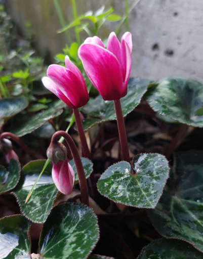 squillo di Primavera