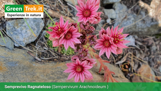 Fiore rosato di Semprevivo Ragnateloso