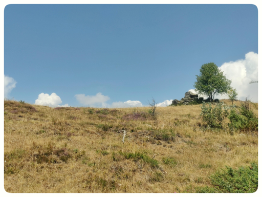 Una prateria in montagna.
La metà alta della foto è occupata dal cielo azzurro e quasi sgombro di nuvole.
La metà inferiore mostra un pascolo. L'erba è gialla, bruciata. Sul lato c'è un piccolo albero, con alcune rocce accanto. Si intravedono alcuni cespugli.