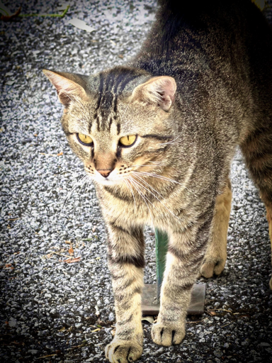 Gatto marrone con strisce nere, in piedi su strada asfaltata, guarda verso sinistra.