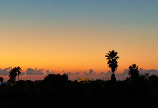 Alba con palme e nuvole sottili sullo sfondo del cielo colorato.
