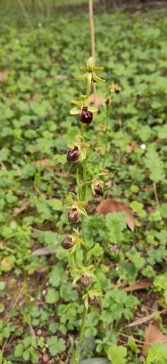 Ophrys Sphegodes, stagno didattico dei giardini Margherita