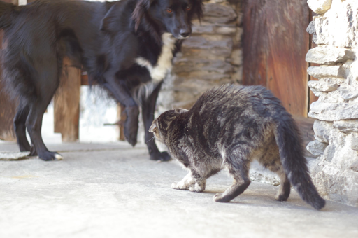 Gatto vs Camilla

Pentax K100D | Revuenon 50mm f1.9-16