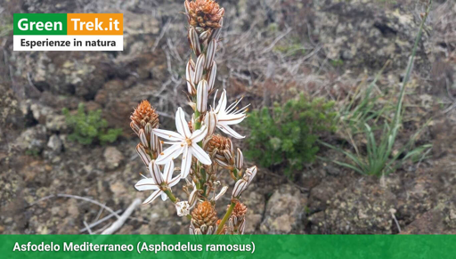 Un Asfodelo col suo fiore bianco a stami gialli, in mezzo alle rocce