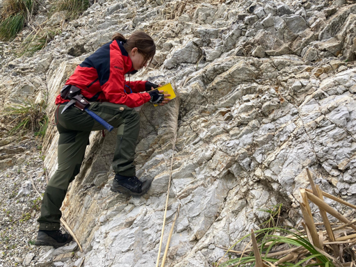 Stacey Edmonsond, dottoranda presso l'Università di Victoria, sta esaminando un affioramento roccioso in California simile, ma molto più recente, alle rocce descritte nel suo recente articolo pubblicato su Proceedings of the National Academy of Sciences.