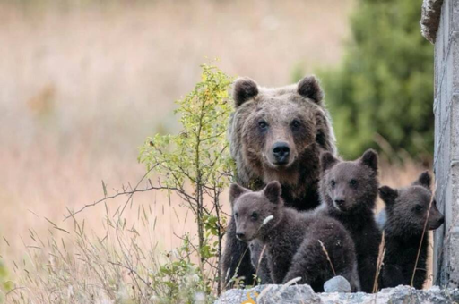 Orso marsicano con cuccioli