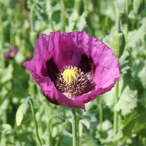 Papaver somniferum, comunemente chiamato papavero da oppio, fotografato in Germania da Kora27 (via Wikimedia Commons)