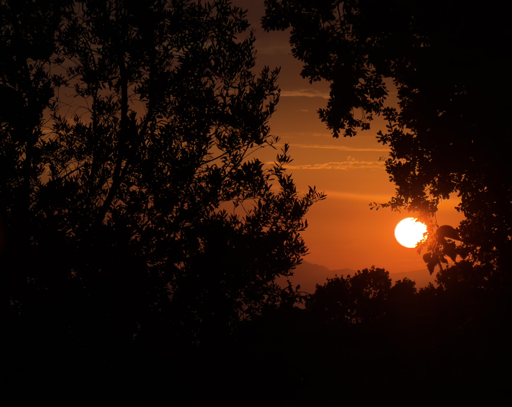 Tramonto con il sole arancione che splende tra le silhouette degli alberi.