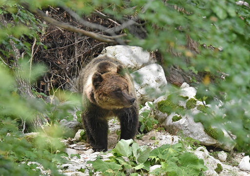 Orso marsicano che cammina nel bosco