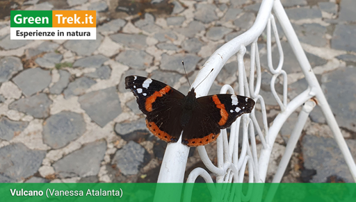 𝗩𝗔𝗡𝗘𝗦𝗦𝗔 𝗔𝗧𝗔𝗟𝗔𝗡𝗧𝗔
Grande farfalla dal vivace motivo color marrone scuro, bianco e arancione, con due piccole macchie indaco.

Può cadere in stato di ibernazione, volare in inverno (se il tempo è bello) e compiere lunghe migrazioni.

Foto in #escursione sui Monti Sabatini - #Lazio 

#trekking #natura #montagna #camminare #escursioni #escursionismo #escursione #foto #fotografia #farfalle #guidaAIGAE #sitogt

@scienze@diggita.com

𝗦𝗰𝗼𝗽𝗿𝗶 𝗹𝗮 𝗻𝗮𝘁𝘂𝗿𝗮 𝗰𝗼𝗻 𝗻𝗼𝗶：
https://www.greentrek.it/?mtm_campaign=pixelfed-vanessa-atalanta-14-10-2025&mtm_kwd=link-homepage-14-10-2025