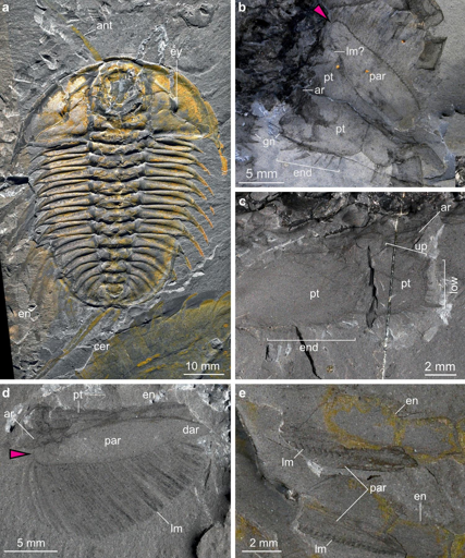 Olenoides serratus proveniente dallo Shale di Burgess.