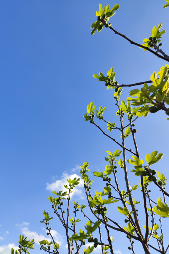 pianta di fico carica di piccoli frutti che si stagliano nel cielo del pomeriggio rasserenato lungo un viottolo nei pressi di casa mia