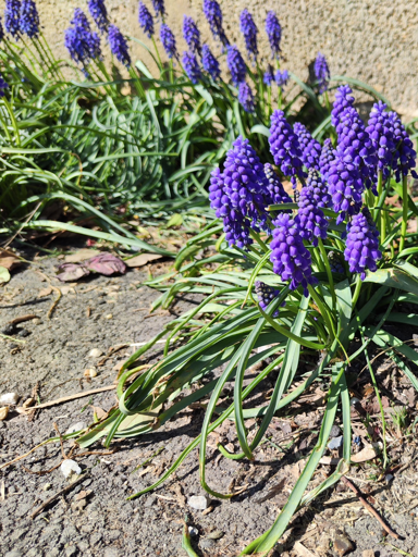 ciuffi di Muscari lungo un muro di cinta