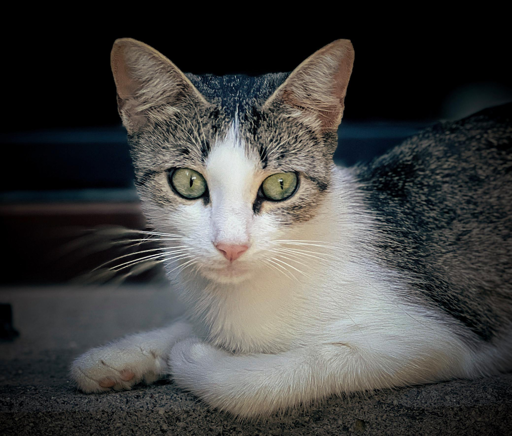 Gatto seduto su una superficie scura, con pelo bianco e macchie grigie, occhi verdi intensi, sfondo nero.
