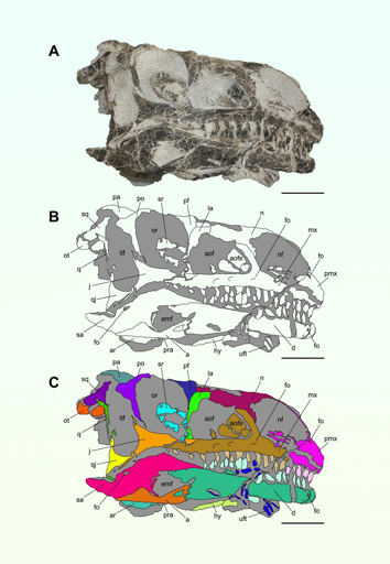 Cranio articolato del nuovo dinosauro sauropodomorfo massopodano in vista laterale destra. Barre di scala: 5 cm.