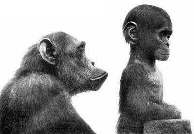 La neotenia è uno dei fenomeni più affascinanti dell'evoluzione. Un organismo raggiunge la maturità sessuale mantenendo caratteristiche giovanili. Homo sapiens presenta numerosi tratti neotenici rispetto agli altri primati: un'infanzia molto lunga, un cervello altamente plastico, un volto più piatto e una maggiore capacità di apprendimento.