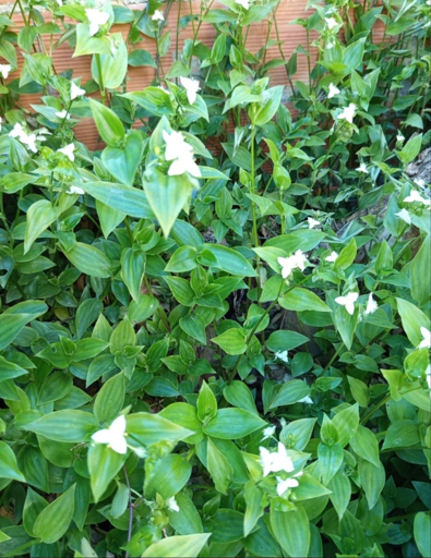 Foto di una pianta verde con piccoli fiori bianchi a tre petali