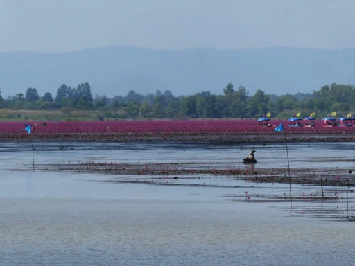 Mare dei fiori di loto rosso, Udon Thani, Isaan, Thailandia.
