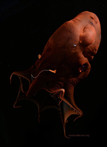 Il calamaro vampiro (Vampyroteuthis sp.) è uno degli animali più misteriosi delle profondità marine.