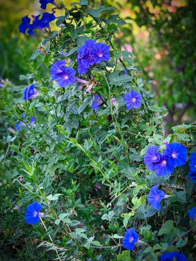 Cespuglio, con foglie verdi e molteplici fiori blu.