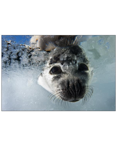Color pic of the face of the animal under water.