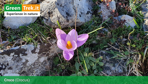 Un Croco in mezzo alle rocce con petali in sfumature di ciclamino e pistillo giallo-arancione