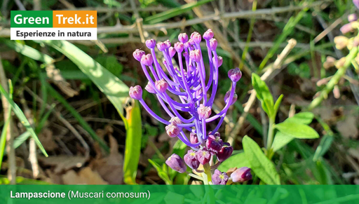 Fiore di Lampascione con la sua caratteristica forma a "candelabro" e il suo colore viola/indaco