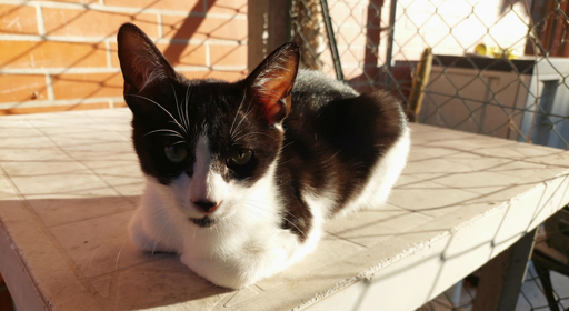 Alex insegue la luce del pomeriggio invernale... a modo suo 🙃