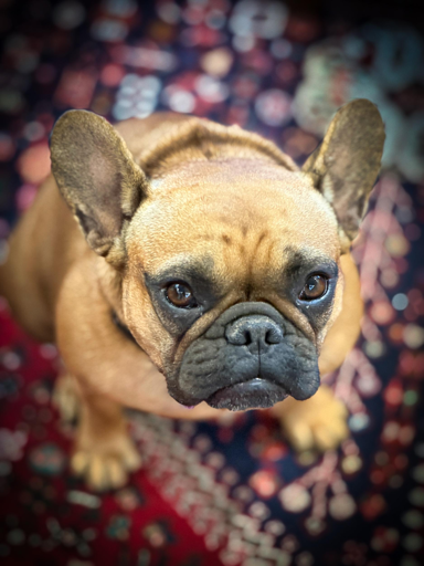 Un cane con occhi grandi e orecchie appuntite, seduto su un tappeto colorato.