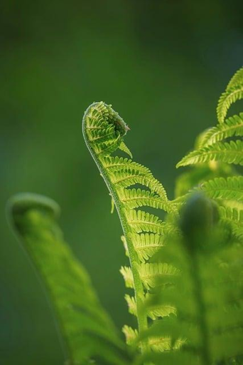Foto a colori che ci mostra una foglia di felce, su sfondo verde scuro. La foglia ha ancora la parte apicale arrotolata e si sta ancora distendendo