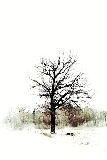 Una quercia a bordo strada a fine inverno, con i rami ancora spogli. Sullo sfondo la vegetazione di un bosco.
La fotografia è stata desaturata e alleggerita da tutto il superfluo tramite vignettatura chiara ai bordi per farla apparire quasi come un acquerello.