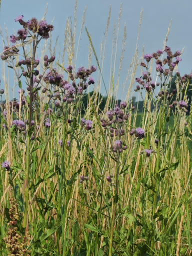 Cardo campestre e graminacee spontanee