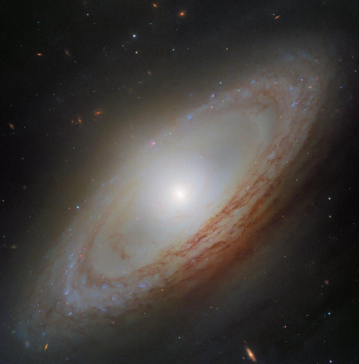 Si tratta di NGC 4698, situata a circa 55 milioni di anni luce di distanza nella costellazione della Vergine. È una delle oltre mille galassie che compongono l'Ammasso della Vergine, l'ammasso di galassie di grandi dimensioni più vicino a noi, legato dalla gravità.

Essendo una galassia a spirale simile alla nostra Via Lattea, NGC 4698 possiede bracci spiraliformi che si avvolgono all'interno di un sottile disco di stelle, gas e polvere. Questi bracci sono caratterizzati da grumi opachi di polvere marrone e costellati di piccoli agglomerati di stelle blu brillanti. A differenza di molte altre galassie a spirale, come quella recentemente fotografata da Hubble, i delicati bracci di NGC 4698 sono evidenti solo nelle zone esterne del disco; spesso i bracci spiraliformi arrivano fino al centro stesso della galassia, ma quelli di NGC 4698 sembrano rifuggire il suo centro luminoso, sospesi invece in una struttura ad anello lungo il perimetro della galassia.

Il centro di NGC 4698 è dominato da un rigonfiamento galattico (bulge). Il bagliore bianco sporco e diffuso di questo rigonfiamento proviene da stelle più piccole, più vecchie e più fredde rispetto alle massicce stelle blu che punteggiano il disco esterno. Queste stelle, densamente impacchettate, orbitano attorno a un buco nero supermassiccio con una massa di milioni di volte quella del Sole. Gli scienziati hanno trovato prove che questo buco nero sia in fase di crescita attiva, attirando gas verso l'interno grazie alla sua forza gravitazionale.

Con un disco stellare piatto e un centro dal bagliore diffuso, NGC 4698 assomiglia molto a una tipica galassia a spirale, ma è tutt'altro che normale. NGC 4698 è una delle poche galassie a spirale note con un rigonfiamento che si estende dal disco con un angolo retto. Questa elongazione è leggermente visibile nell'immagine di Hubble, che mostra il bagliore spettrale del rigonfiamento stellare che spunta sopra e sotto il disco polveroso.

Inoltre, le stelle e il gas più vicini al centro della galassia ruotano perpendicolarmente rispetto al resto del disco!