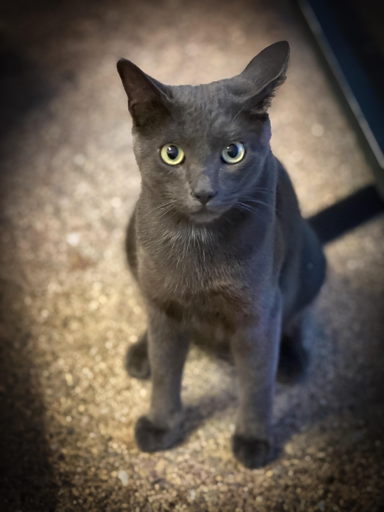 Gatto nero seduto su una superficie a grana fine, guardando verso l'alto con occhi chiari e postura rilassata.