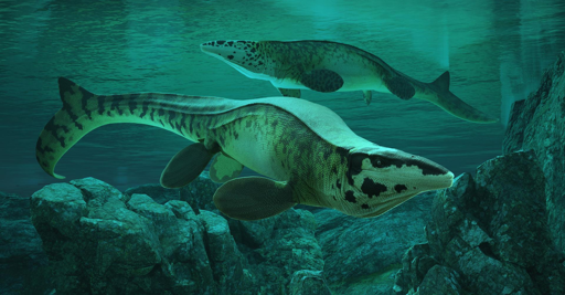 “L’olotipo del Tylosaurus rex appena descritto è un esemplare gigante esposto al Perot Museum, scoperto per la prima volta nel 1979 lungo un bacino artificiale vicino a Dallas“, hanno dichiarato i paleontologi.

Oltre alle dimensioni impressionanti del Tylosaurus rex, la nuova specie presentava una serie di adattamenti per muscoli della mascella e del collo eccezionalmente potenti, suggerendo che fosse un predatore formidabile.

“Oltre a essere enorme, circa il doppio della lunghezza del più grande squalo bianco, il Tylosaurus rex sembra essere stato un animale molto più aggressivo di altri mosasauri“, ha dichiarato il coautore dello studio, il dott. Ron Tykoski, curatore di paleontologia dei vertebrati presso il Perot Museum.

“Attraverso il nostro studio e l’esame di fossili ben conservati raccolti in tutta la regione del nord del Texas, abbiamo prove di violenza all’interno di questa specie a un livello mai visto prima in altri esemplari di Tylosaurus.”

“Parte di questo comportamento aggressivo può essere osservato in un esemplare di Tylosaurus rex conservato nella collezione del Perot Museum soprannominato ‘The Black Knight’, a cui manca la punta del muso e presenta una mascella inferiore fratturata, danni che i ricercatori sostengono potrebbero essere stati inflitti solo dalla sua stessa specie.“