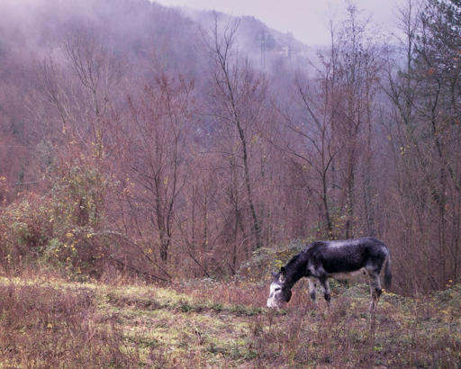 Un panorama di un bosco in inverno, con gli alberi spogli e  con sfumature di colori rossastri. Fuori dal bosco, un asino di profilo bruca a terra. Lui è Franco, ma potrei sbagliarmi sul nome. Di sicuro è un asino.